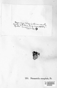 Naematelia encephala image